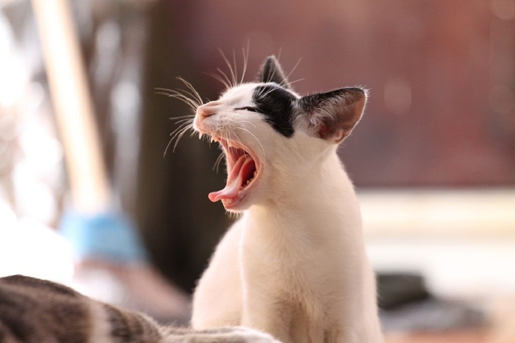 contagious yawning