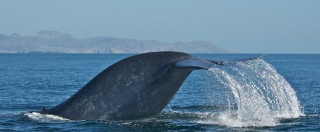 Blue whale by Craig Hayslip, Oregon State University Marine Mammal Institute 1024