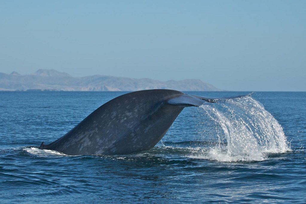 Blue whale by Craig Hayslip, Oregon State University Marine Mammal Institute