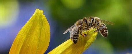 bees by pixabay and oldiefan