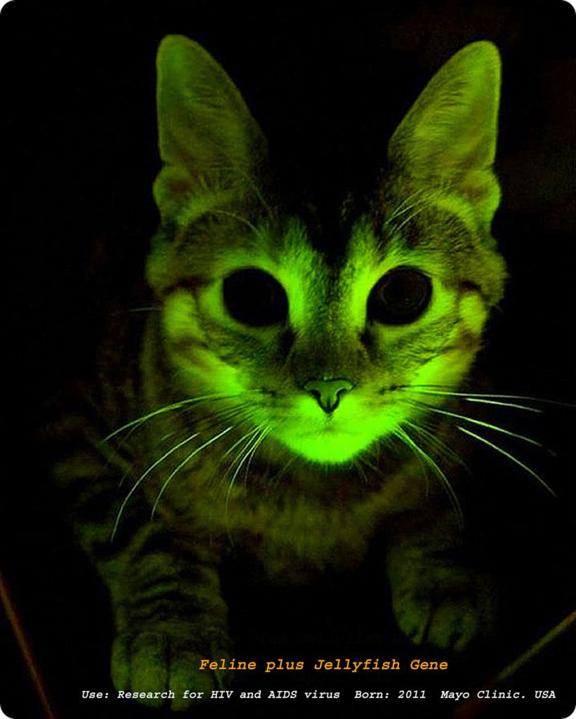 glowing cat