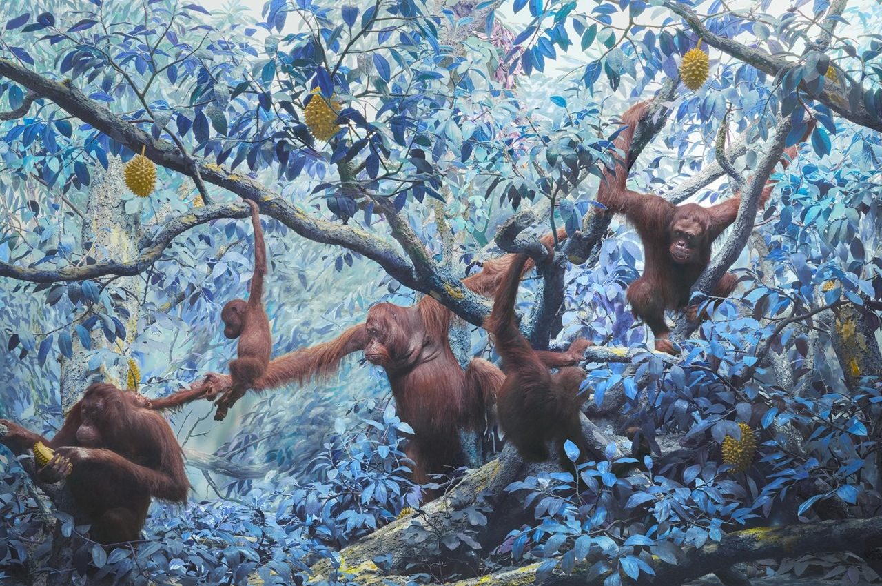 Jim Naughten, Orangutans, 2021