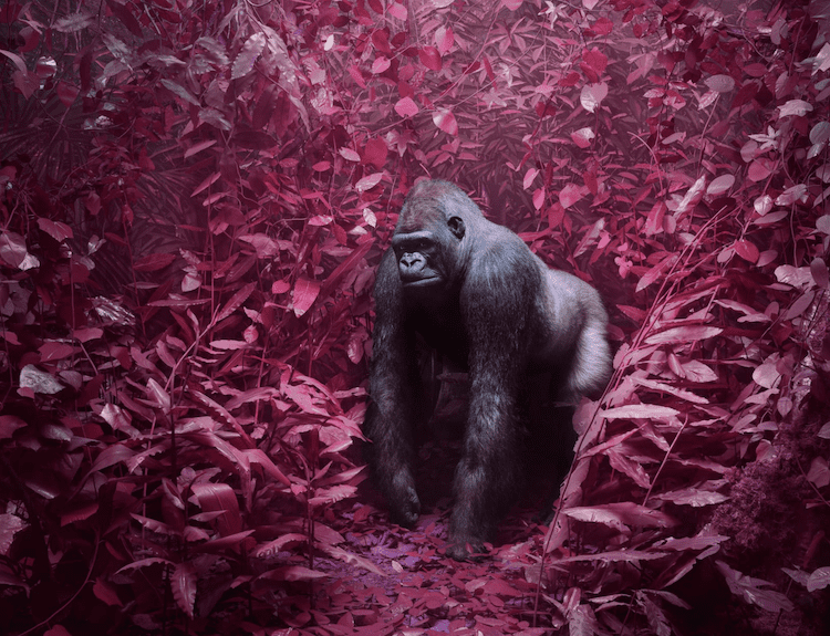 Jim Naughten, Gorilla L, 2021
