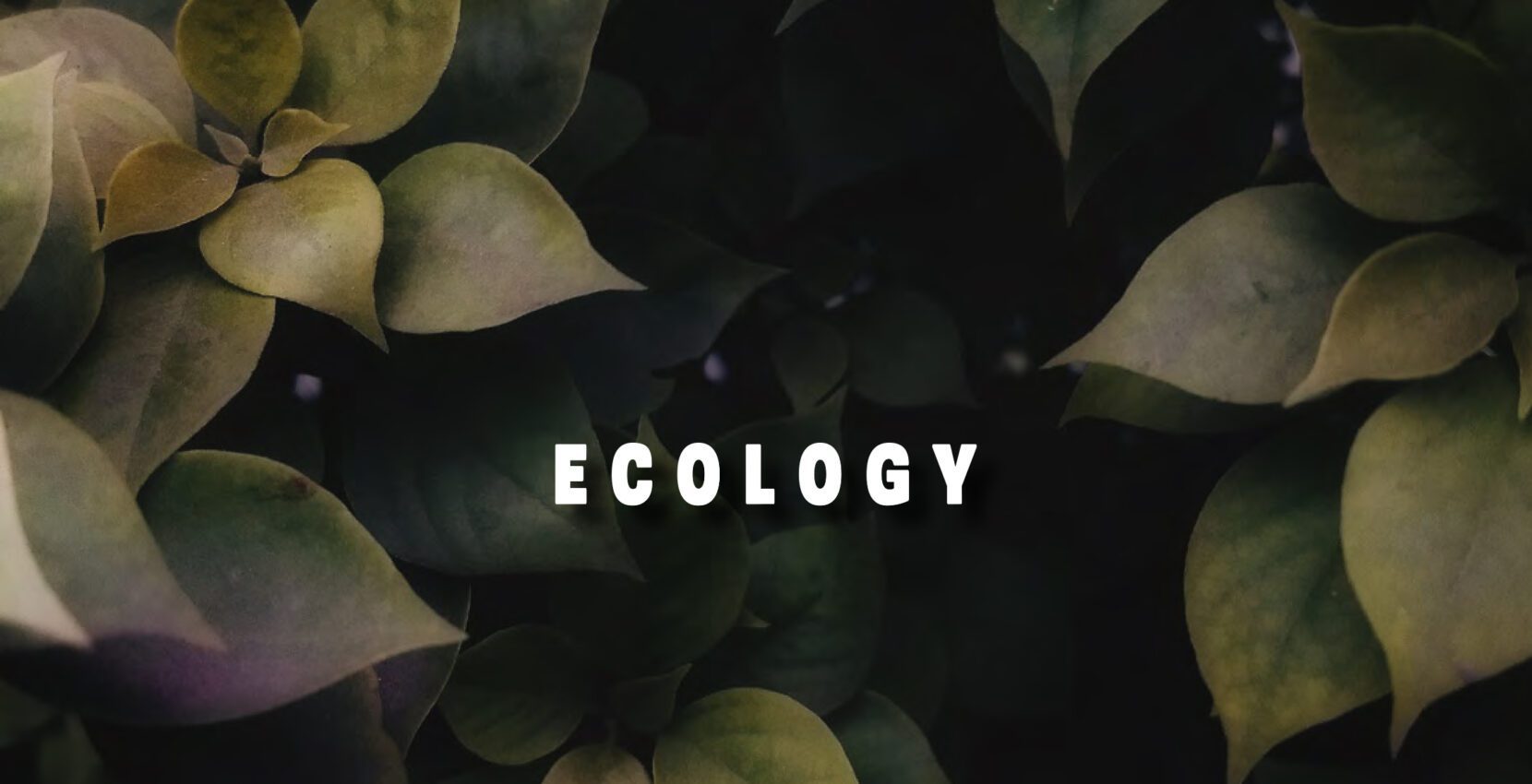 Trebuchet 14 - Ecology