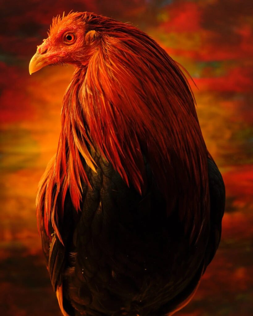 Andres Serrano, Finley (Fighting Cocks series, 2023), for the New York Times Magazine