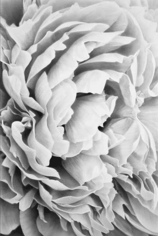 Image of a flower by Robert Longo, Untitled (The Ecstasy of Saint Teresa, 1647–1652; After Bernini and White Peonies (detail), 2024. © Robert Longo / Artists Rights Society (ARS), New York. Courtesy of Pace Gallery. To be seen at Tokyo Gendai