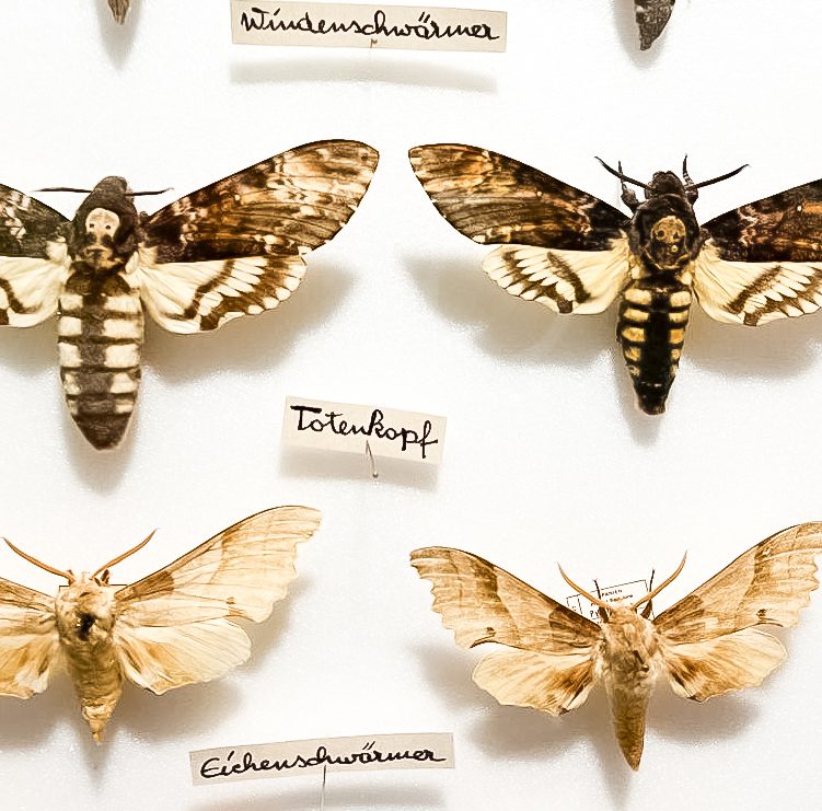 Moths by Trebuchet