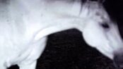 Image shows white horse from Valentina Furian's Diventare Unica film