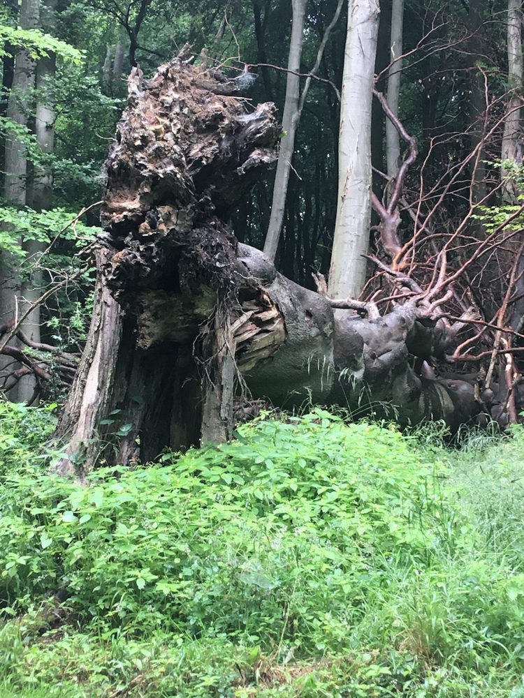Michael Eden, Figure 3 The Great Woodwose, 2022, digital photograph
