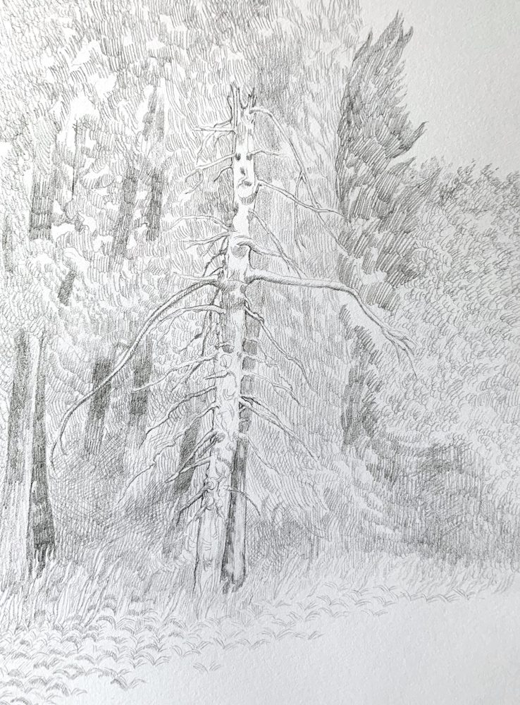 Michael Eden, Ghost Tree, 2025