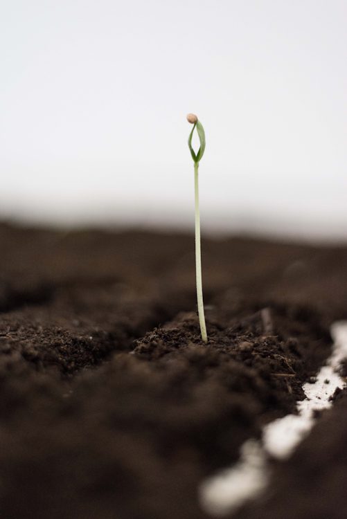 Binta Diaw, Chorus of Soil, 2019