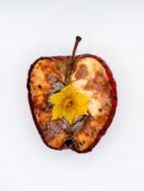 Wanting Wang, “Blossoms of Decay” series, 2025, digital giclée printing, 42 x 54.9 cm each (framed),