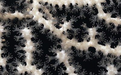 Emilija Škarnulytė, still from Aphotic Zone 2022. Courtesy of the artist.