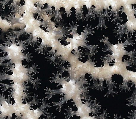 Emilija Škarnulytė, still from Aphotic Zone 2022. Courtesy of the artist.