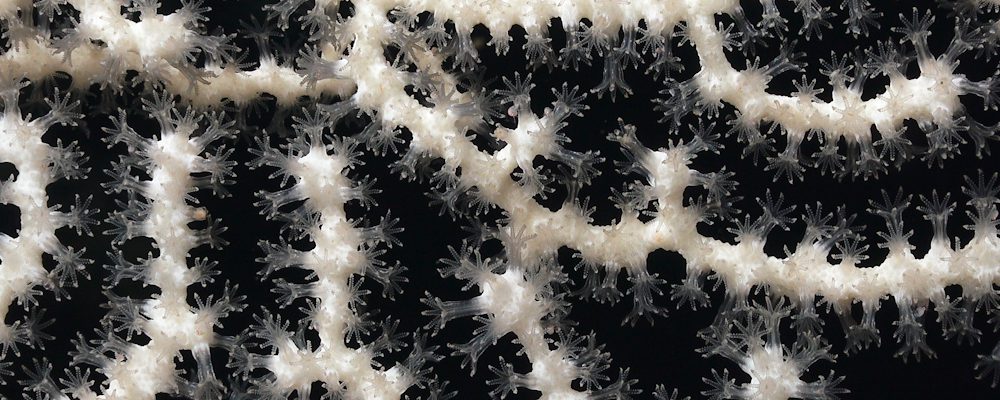 Emilija Škarnulytė, still from Aphotic Zone 2022. Courtesy of the artist.