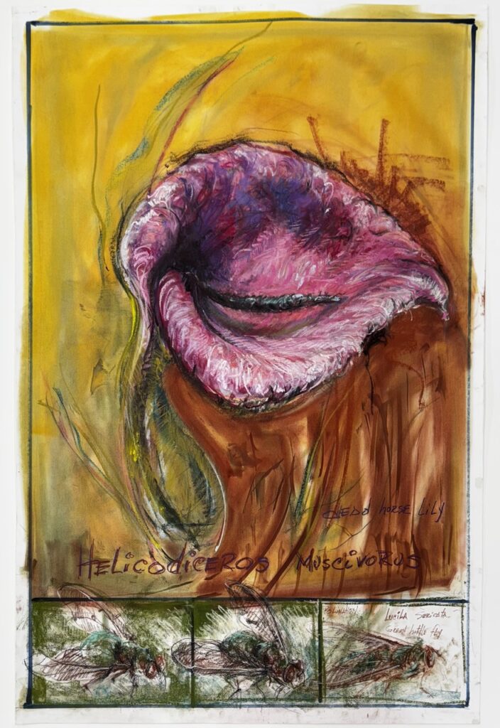 Oswaldo Maciá, Helicodiceros muscivorus Dead Horse Lily, 2025