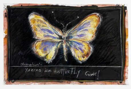 Oswaldo Maciá, Observation Xerces Blue Butterfly – Gone!, 2025