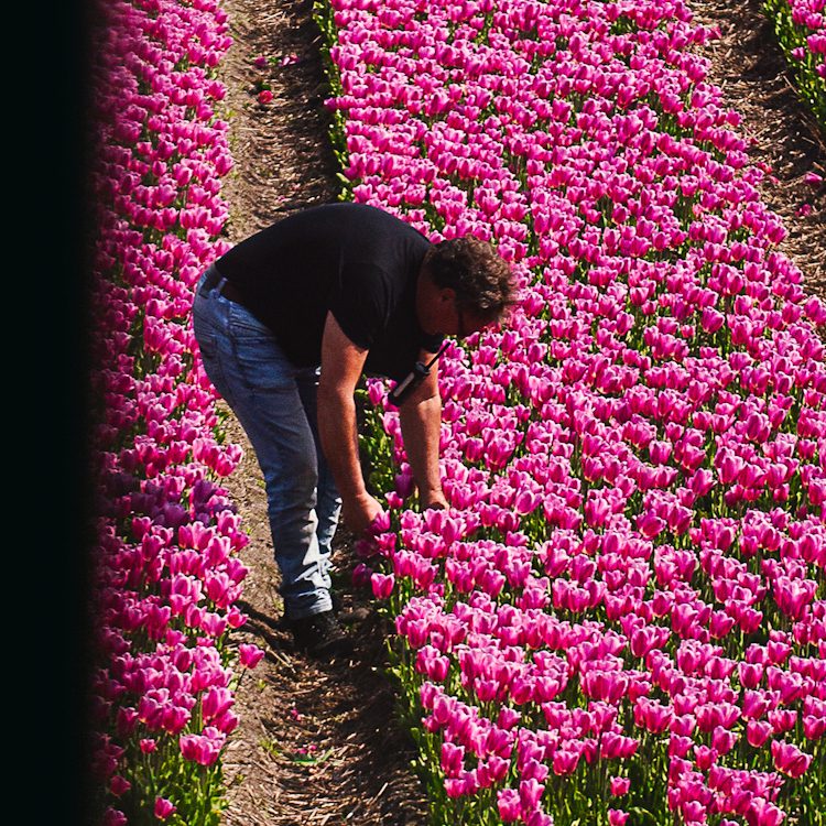 Katie Edwards, Someone picking pink tulips